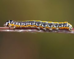 Cucullia alfarata larva by Lillie. Used under a CC BY 4.0 license.