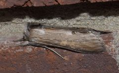 Cucullia asteroides P1120851a by 
xpda. Used under a CC BY-SA 4.0 license.