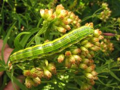 Cucullia asteroides caterpillar by Beatriz Moisset. Used under a CC BY-SA 4.0 license.