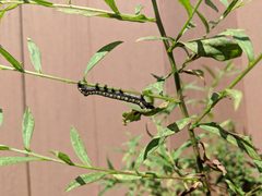 Brown-hooded owlet caterpillar by Lbukh. Used under a CC BY-SA 4.0 license.