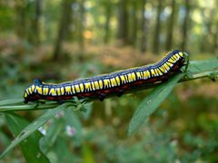 Brown Hooded Owlet caterpillar by Benny Mazur. Used under a CC BY 2.0 license.