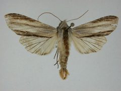 Cucullia convexipennis by J.Gill, Canadian National Collection of Insects, Arachnids and Nematodes. Used under a CC BY-SA 3.0 license.