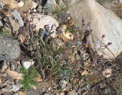 Cucullia dorsalis P1100675a by 
xpda. Used under a CC BY-SA 4.0 license.