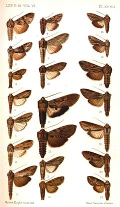 CATALOGUE-BM-PLATE XCVII by Sir GEORGE F. HAMPSON, Bart.. Used under a Public domain license.