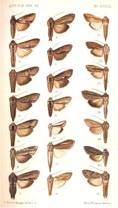 CATALOGUE-BM-PLATE XCVIII by Sir GEORGE F. HAMPSON, Bart.. Used under a Public domain license.