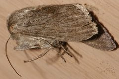 Cucullia intermedia 01 by CBG Photography Group, Centre for Biodiversity Genomics. Used under a CC0 license.