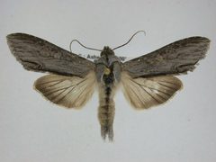 Cucullia postera by J.Gill, Canadian National Collection of Insects, Arachnids and Nematodes. Used under a CC BY-SA 3.0 license.