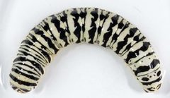 Cucullia speyeri larva by David L. Wagner, University of Connecticut. Used under a Public domain license.