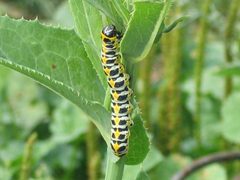 Cucullia umbratica by Sergey M. Sazhin – Sazhin64. Used under a GPL license.