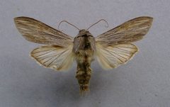 Cucullia umbratica.1 by Dumi. Used under a CC BY-SA 3.0 license.