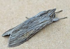 Cucullia umbratica01 by wikipedia. Used under a Attribution license.