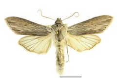 Cucullia umbratica SLU by Vítězslav Maňák (SLU). Used under a CC BY-SA 4.0 license.