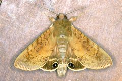 Litoprosopus confligens by Gernot Kunz. Used under a CC BY-SA 4.0 license.