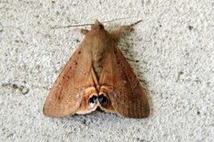 Litoprosopus futilis by Vijay Barve. Used under a CC BY 4.0 license.