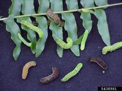 Callopistria floridensis larva by Chazz Hesselein. Used under a CC BY 3.0 us license.