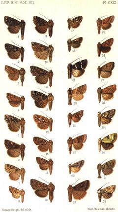 CATALOGUE-BM-PLATE CXXI by Sir GEORGE F. HAMPSON, Bart.. Used under a Public domain license.