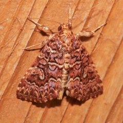 Callopistria granitosa by Laura Gaudette. Used under a CC BY 4.0 license.