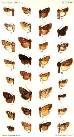 CATALOGUE-BM-PLATE CXXXVI by Sir GEORGE F. HAMPSON, Bart.. Used under a Public domain license.