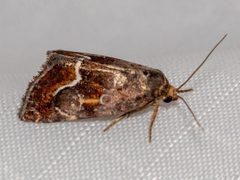 Deltote bellicula by Patrick Hanly. Used under a CC BY 4.0 license.