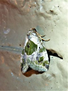 Maliattha synochitis 212409327 by Annika Lindqvist. Used under a CC BY 4.0 license.