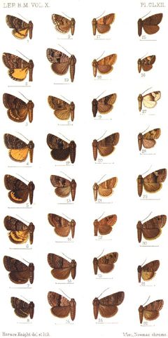 CATALOGUE-BM-PLATE CLXII by Sir GEORGE F. HAMPSON, Bart.. Used under a Public domain license.