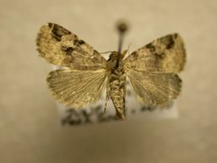 Ozarba aeria by James Sullivan, Research Collection of J. B. Sullivan. Used under a Copyrighted free use license.
