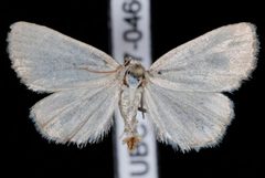 Protodeltote albidula by Jeremy deWaard, University of British Columbia. Used under a CC BY 3.0 license.
