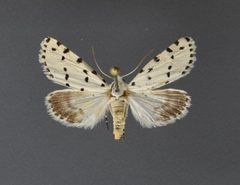 Grotella blanchardi1 by David L. Wikle, Research Collection of David Wikle. Used under a Copyrighted free use license.