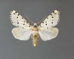 Grotella blanchardi2 by David L. Wikle, Research Collection of David Wikle. Used under a Copyrighted free use license.