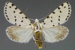 Grotella blanchardi3 by David L. Wikle, Research Collection of David Wikle. Used under a Copyrighted free use license.