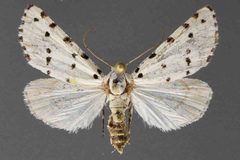 Grotella blanchardi5 by David L. Wikle, Research Collection of David Wikle. Used under a Copyrighted free use license.