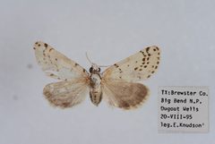 Grotella margueritaria by Eric H. Metzler collection, Canadian National Collection of Insects, Arachnids and Nematodes. Used under a CC BY-SA 3.0 license.