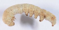 Grotella margueritaria larva by David L. Wagner, University of Connecticut. Used under a Copyrighted free use license.