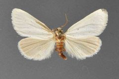 Grotella parvipuncta1 by David L. Wikle, Research Collection of David Wikle. Used under a Copyrighted free use license.