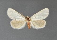 Grotella parvipuncta2 by David L. Wikle, Research Collection of David Wikle. Used under a Copyrighted free use license.