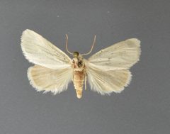 Grotella parvipuncta3 by David L. Wikle, Research Collection of David Wikle. Used under a Copyrighted free use license.