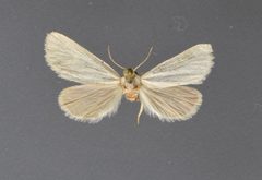 Grotella parvipuncta4 by David L. Wikle, Research Collection of David Wikle. Used under a Copyrighted free use license.