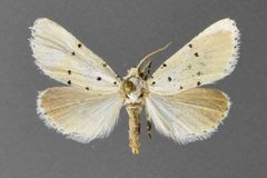 Grotella sampita1 by David L. Wikle, Research Collection of David Wikle. Used under a Copyrighted free use license.