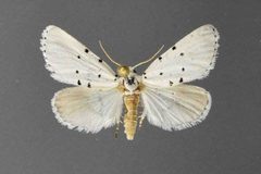 Grotella sampita2 by David L. Wikle, Research Collection of David Wikle. Used under a Copyrighted free use license.