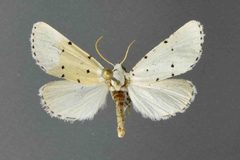 Grotella sampita3 by David L. Wikle, Research Collection of David Wikle. Used under a Copyrighted free use license.