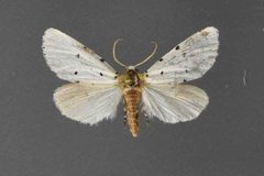 Grotella sampita4 by David L. Wikle, Research Collection of David Wikle. Used under a Copyrighted free use license.