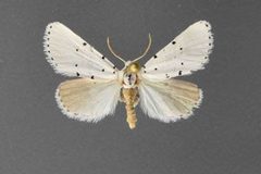 Grotella sampita5 by David L. Wikle, Research Collection of David Wikle. Used under a Copyrighted free use license.