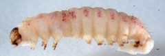 Grotella sampita larva1 by David L. Wagner, University of Connecticut. Used under a Copyrighted free use license.