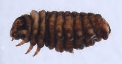 Grotella sampita larva2 by David L. Wagner, University of Connecticut. Used under a Copyrighted free use license.