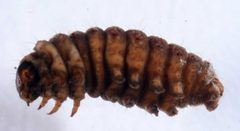 Grotella sampita larva3 by David L. Wagner, University of Connecticut. Used under a Copyrighted free use license.