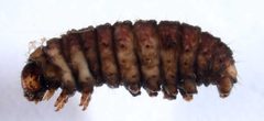 Grotella sampita larva4 by David L. Wagner, University of Connecticut. Used under a Copyrighted free use license.