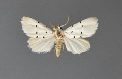 Grotella septempunctata1 by David L. Wikle, Research Collection of David Wikle. Used under a Copyrighted free use license.