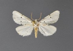 Grotella septempunctata2 by David L. Wikle, Research Collection of David Wikle. Used under a Copyrighted free use license.