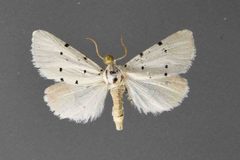 Grotella septempunctata3 by David L. Wikle, Research Collection of David Wikle. Used under a Copyrighted free use license.