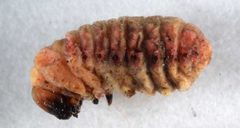 Grotella septempunctata larva2 by David L. Wagner, University of Connecticut. Used under a Copyrighted free use license.